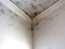 Best Real Estate Mold Inspection in USA